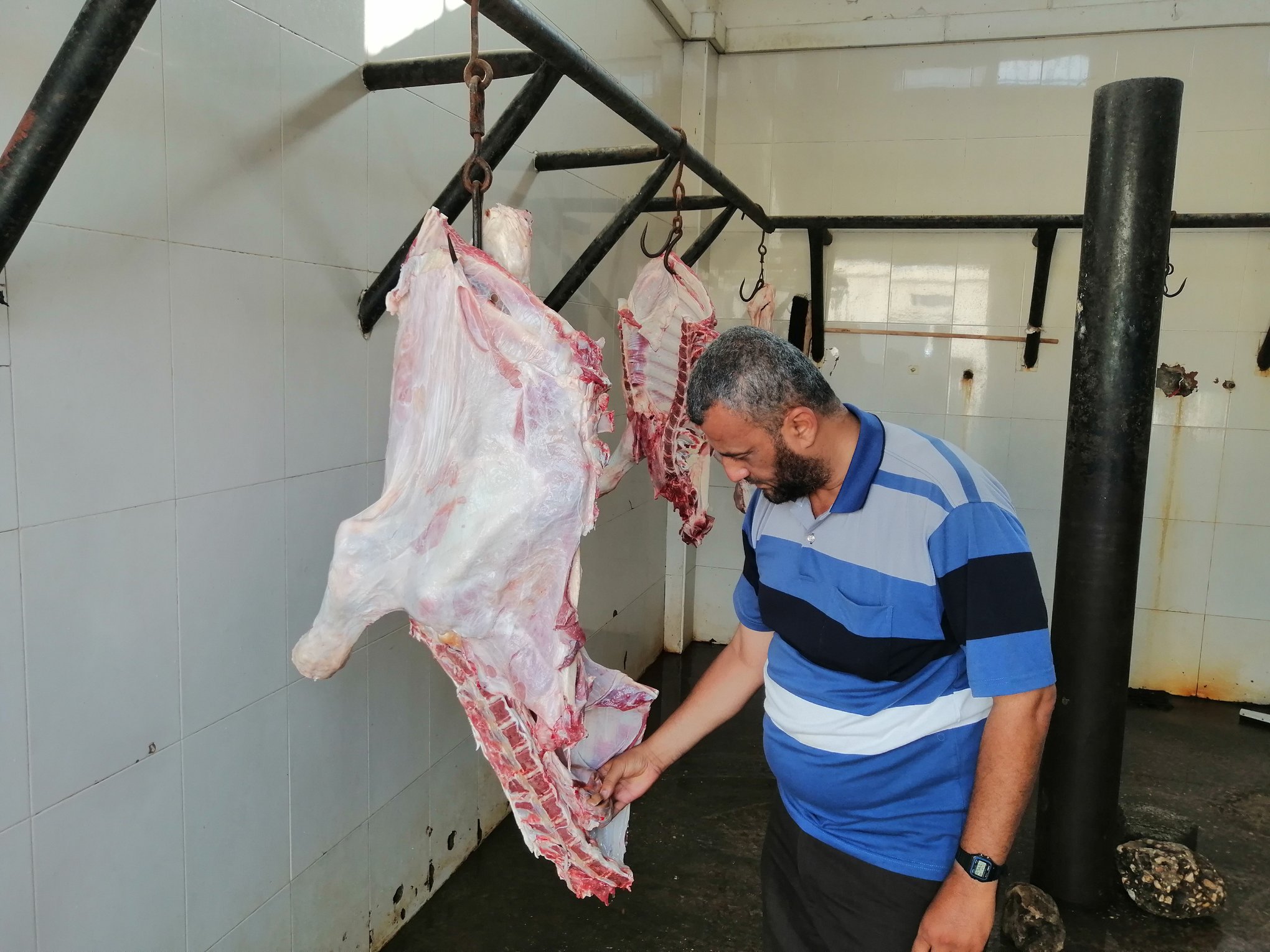 اتلاف لحوم عجل لوجود آثار حقن