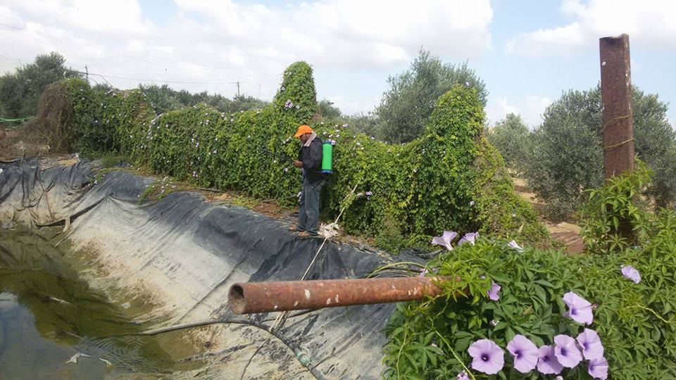 بلدية رفح توسع حملتها لمكافحة البعوض