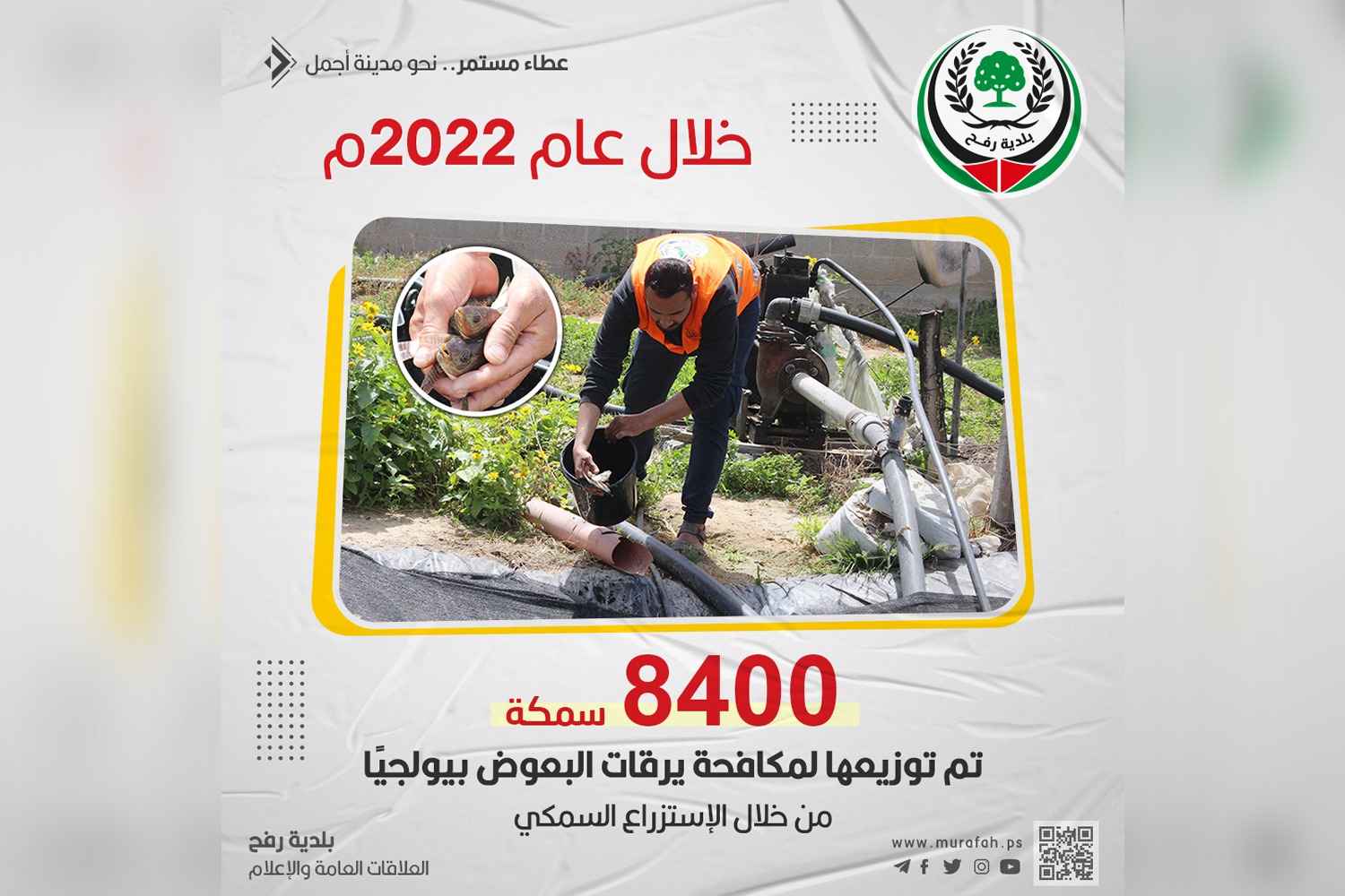 بلدية رفح توزع 8,400 سمكة لمكافحة البعوض