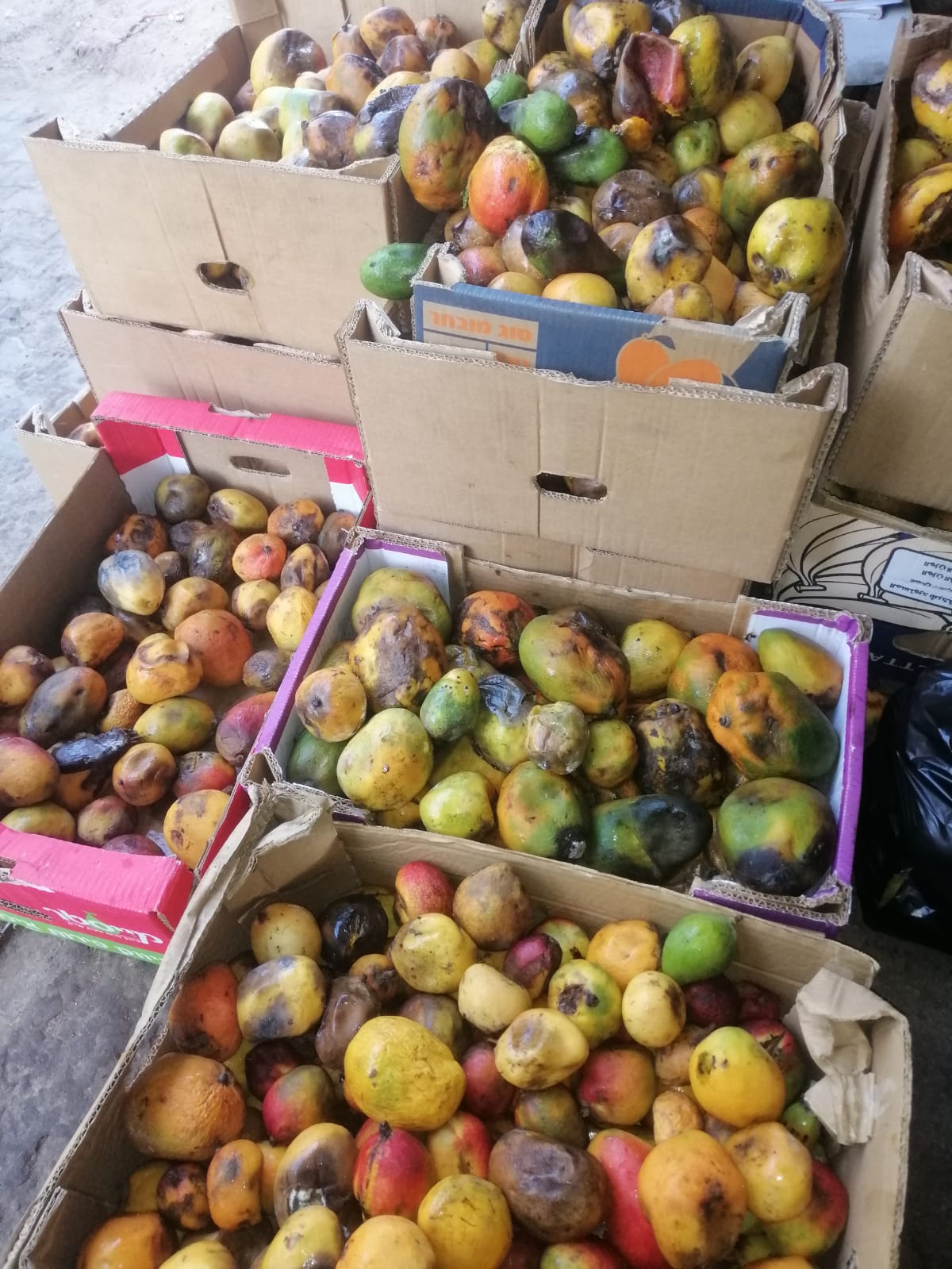 بلدية رفح تضبط وتتلف نصف طن من الفاكهة الفاسدة