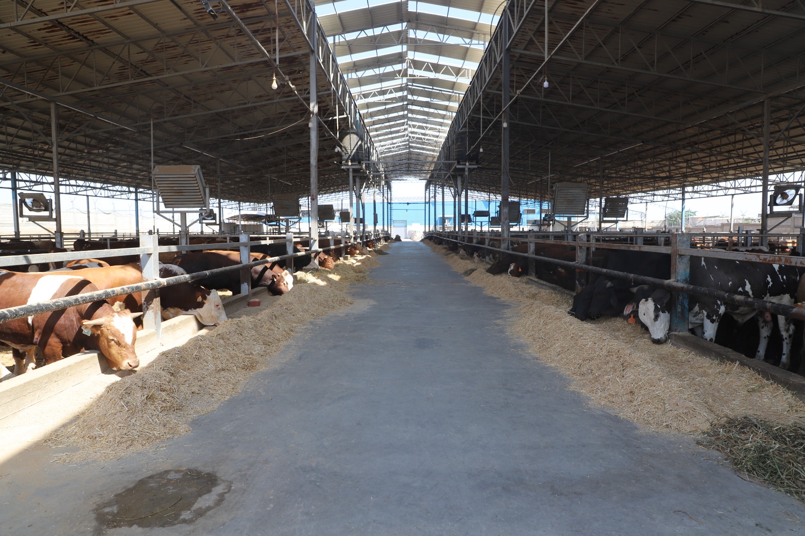 قائمة بأسماء المسالخ المؤقتة المرخصة للذبح خلال عيد الأضحى 2023