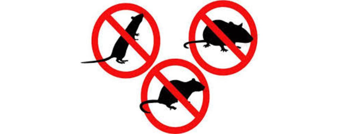 بلدية رفح تُطلق حملةً جديدة لمكافحة الجرذان والقوارض وتخصص يومًا من كل أسبوع لتوزيع الطعوم