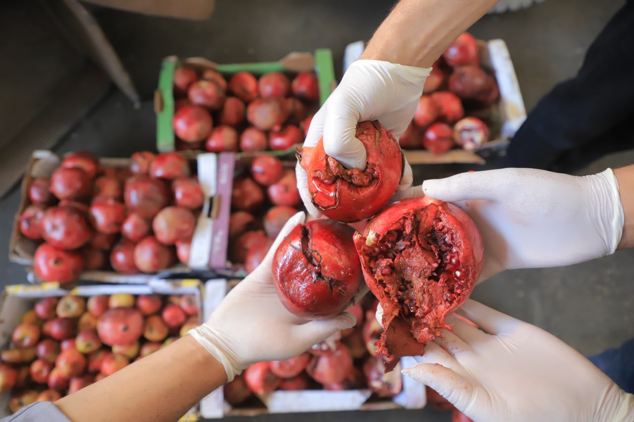 بلدية رفح تتلف 80 كيلوجرامًا من فاكهة الرمان الفاسدة