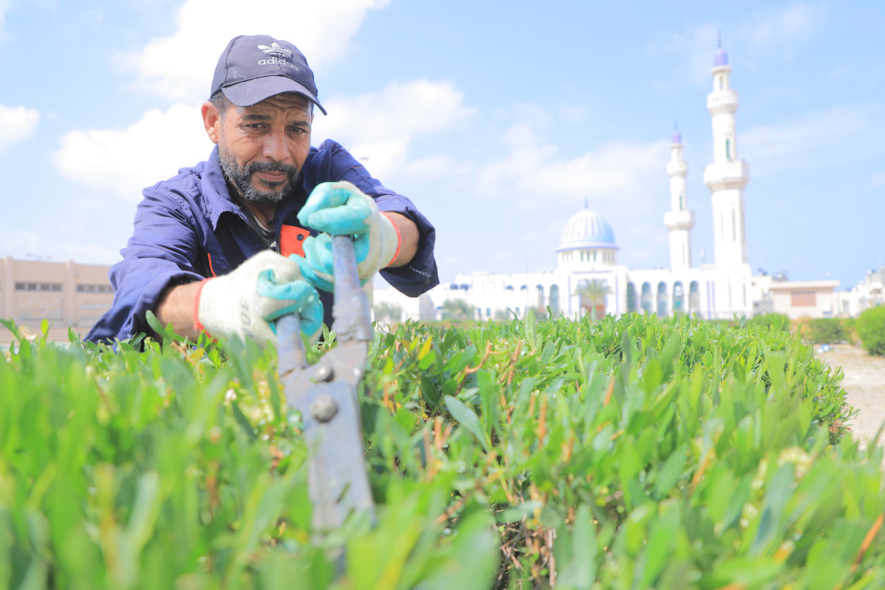 طواقم البستنة تُقلم الأشجار في  الحي السعودي
