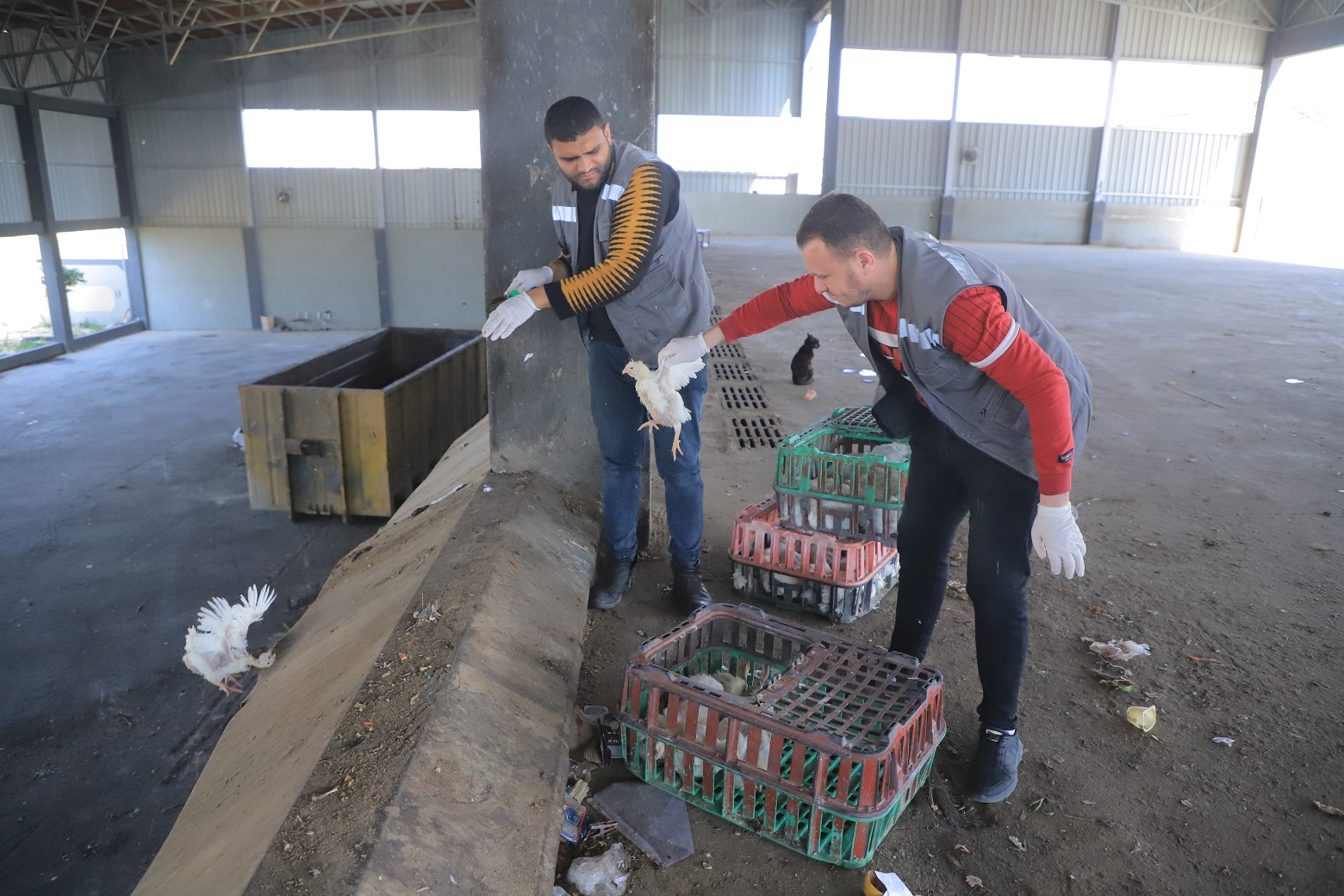 بلدية رفح تضبط وتتلف 120 دجاجة مريضة