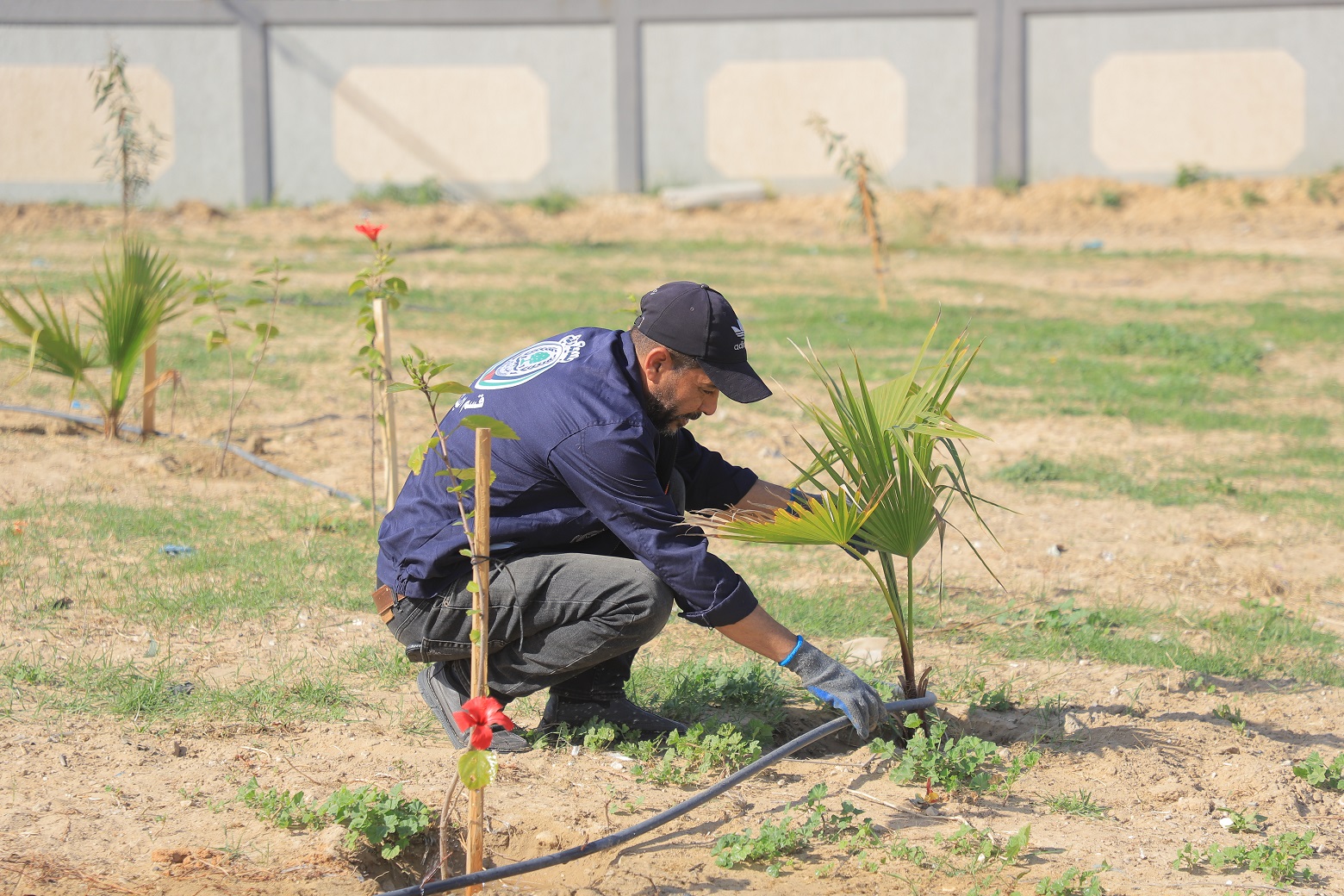بلدية رفح تزرع 250 شتلة في الحديقة اليابانية
