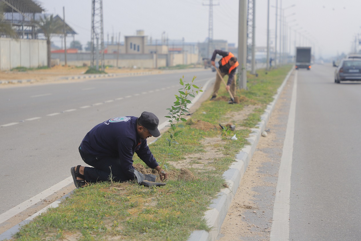 بلدية رفح تزرع 170 شجرة زينة في شارع صلاح الدين